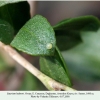 satyrium ledereri daghestan saraor ovum